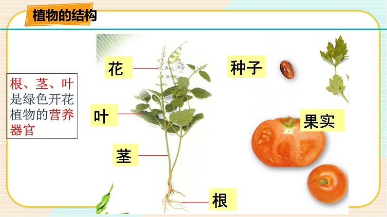 华师大版科学八上 4.1.1 绿色开花植物的营养器官（一） 课件PPT+视频03