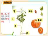华师大版科学八上 4.1.1 绿色开花植物的营养器官（一） 课件PPT+视频