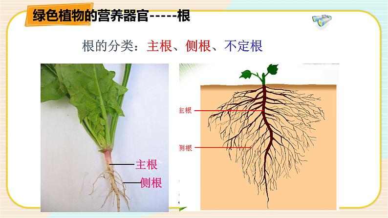 华师大版科学八上 4.1.1 绿色开花植物的营养器官（一） 课件PPT+视频04