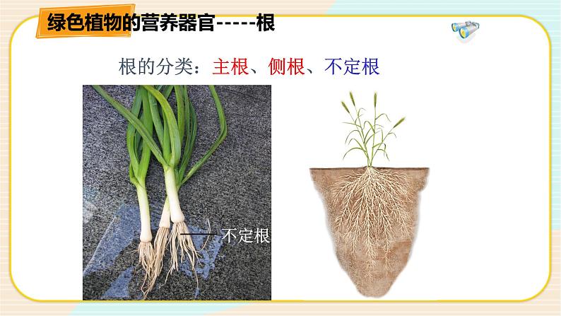 华师大版科学八上 4.1.1 绿色开花植物的营养器官（一） 课件PPT+视频05