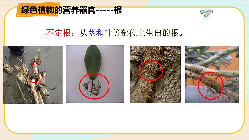 华师大版科学八上 4.1.1 绿色开花植物的营养器官（一） 课件PPT+视频07
