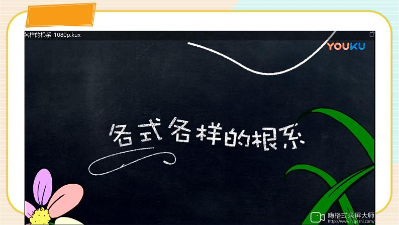 华师大版科学八上 4.1.1 绿色开花植物的营养器官（一） 课件PPT+视频08
