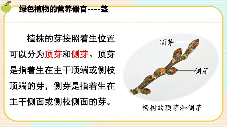 华师大版科学八上 4.1.2 绿色开花植物的营养器官（二） 课件PPT+视频05