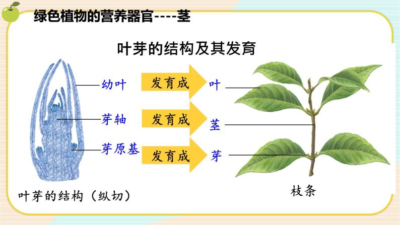 华师大版科学八上 4.1.2 绿色开花植物的营养器官（二） 课件PPT+视频06