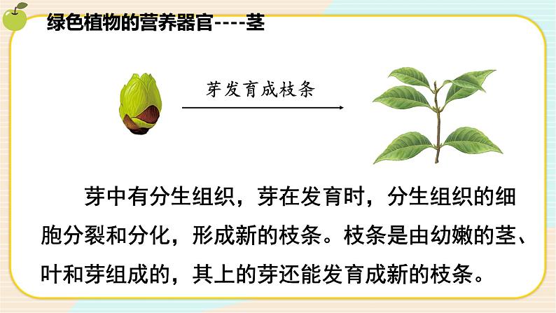 华师大版科学八上 4.1.2 绿色开花植物的营养器官（二） 课件PPT+视频07