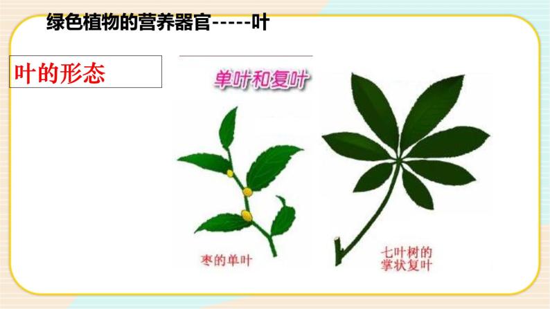 华师大版科学八上 4.1.3 绿色开花植物的营养器官（三） 课件PPT+视频04