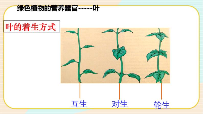 华师大版科学八上 4.1.3 绿色开花植物的营养器官（三） 课件PPT+视频05
