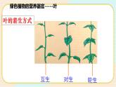 华师大版科学八上 4.1.3 绿色开花植物的营养器官（三） 课件PPT+视频