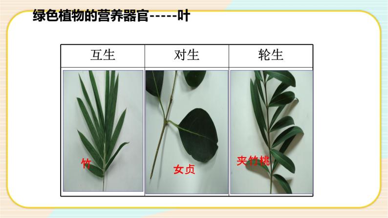 华师大版科学八上 4.1.3 绿色开花植物的营养器官（三） 课件PPT+视频06