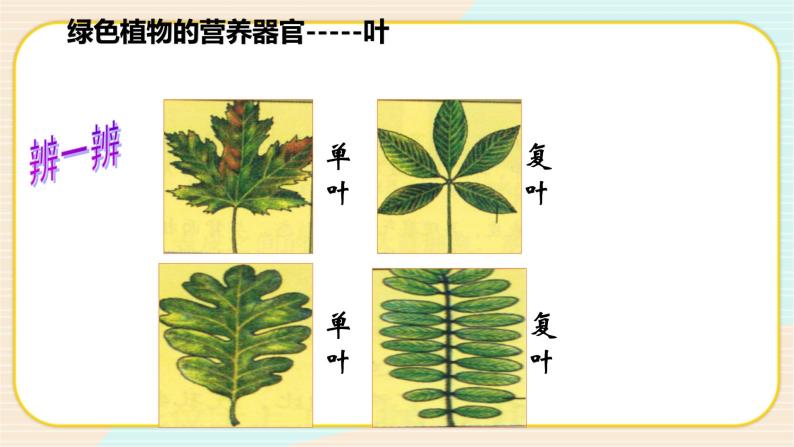 华师大版科学八上 4.1.3 绿色开花植物的营养器官（三） 课件PPT+视频07
