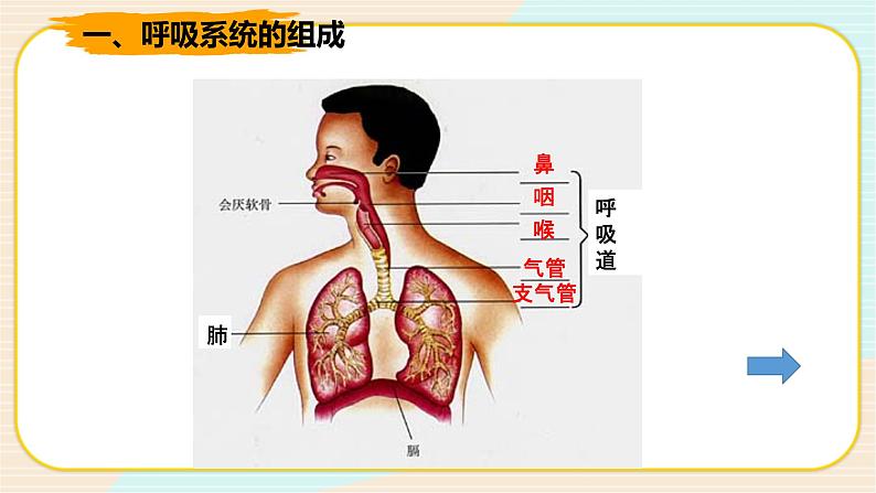 HS版科学八年级上册5.2人体的呼吸第3页