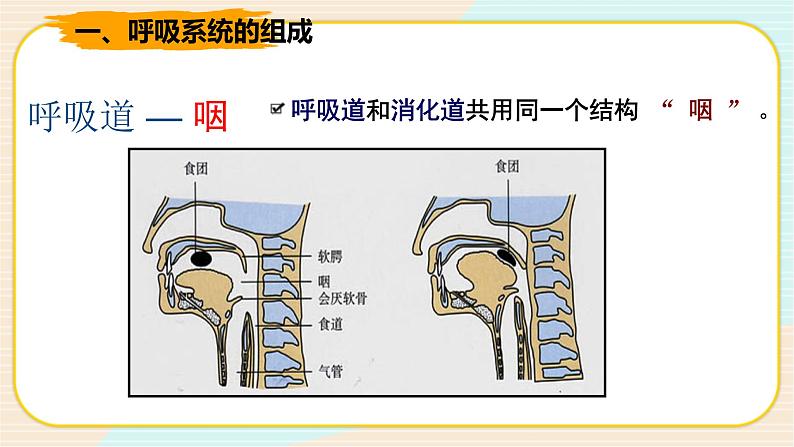 HS版科学八年级上册5.2人体的呼吸第6页