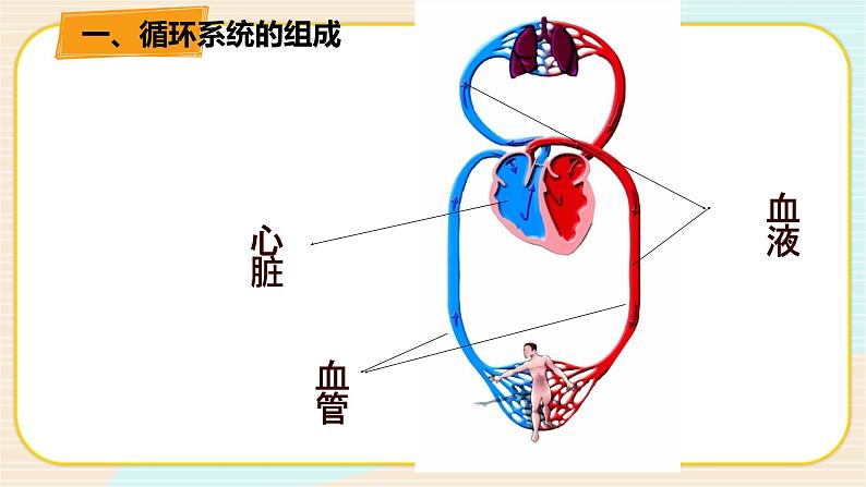 华师大版科学八上 5.3.1人体内的物质运输 课件PPT第2页