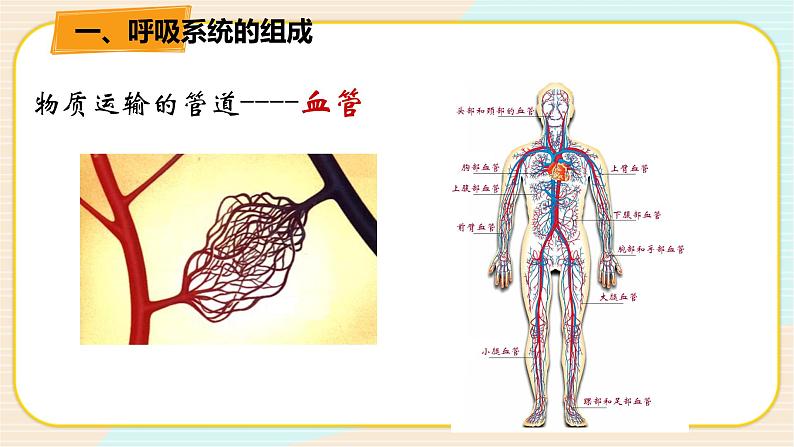 华师大版科学八上 5.3.1人体内的物质运输 课件PPT第3页