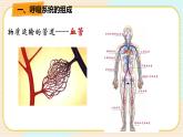 华师大版科学八上 5.3.1人体内的物质运输 课件PPT