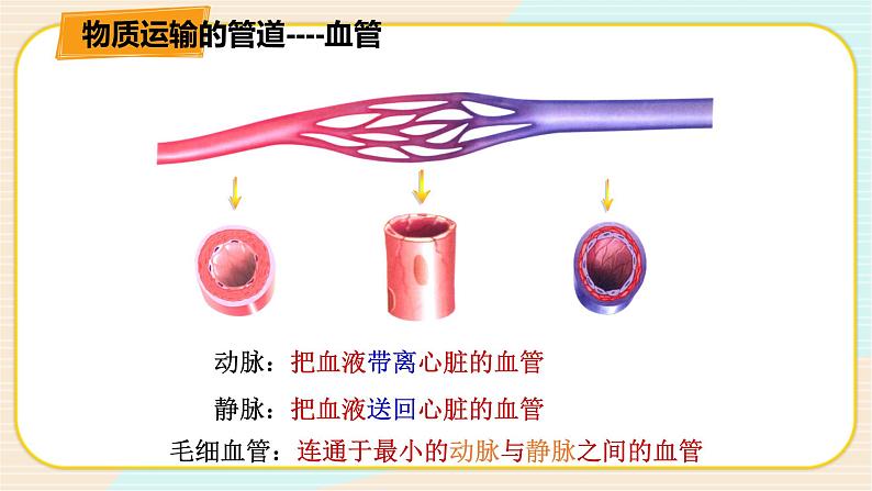 华师大版科学八上 5.3.1人体内的物质运输 课件PPT第4页