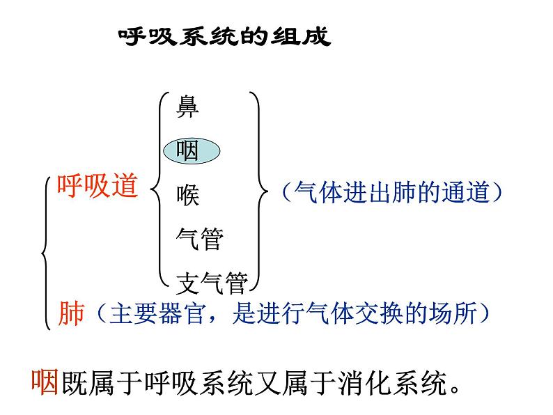 人体的呼吸复习课件第3页