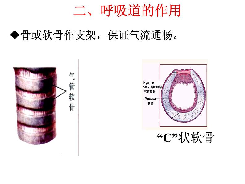 人体的呼吸复习课件第4页