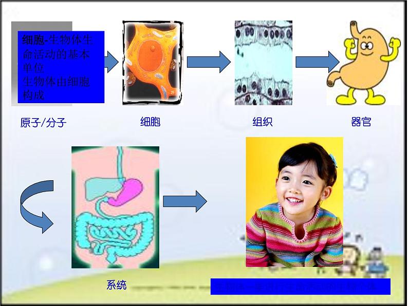 华师大版科学七年级上册 4.2细胞 课件02