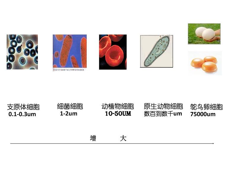 华师大版科学七年级上册 4.2细胞 课件03