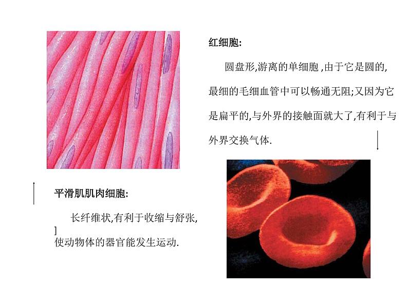 华师大版科学七年级上册 4.2细胞 课件04