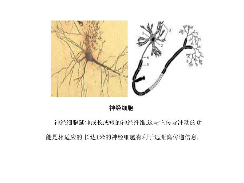 华师大版科学七年级上册 4.2细胞 课件05