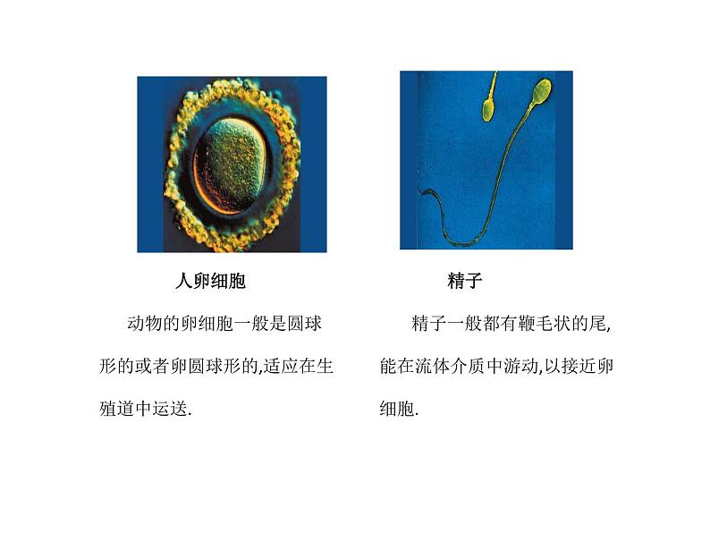 华师大版科学七年级上册 4.2细胞 课件06