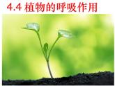 华中师大版八上科学 4.4植物的光合作用和呼吸作用 课件