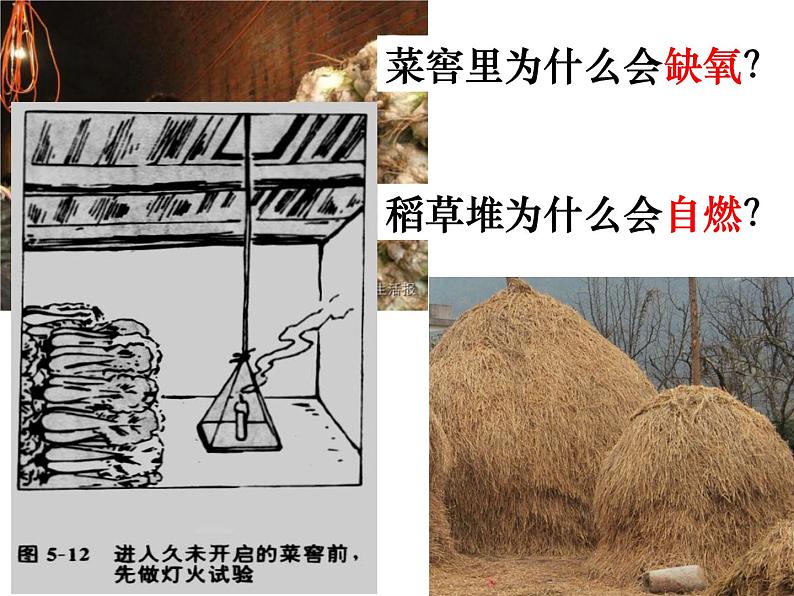 华中师大版八上科学 4.4植物的光合作用和呼吸作用 课件第4页