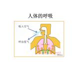 华中师大版八上科学 5.2人体的呼吸 课件