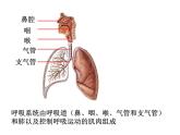 华中师大版八上科学 5.2人体的呼吸 课件