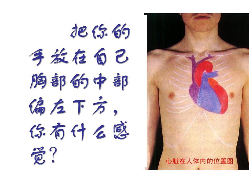 浙教版九上科学 4.3体内物质的运输 课件03