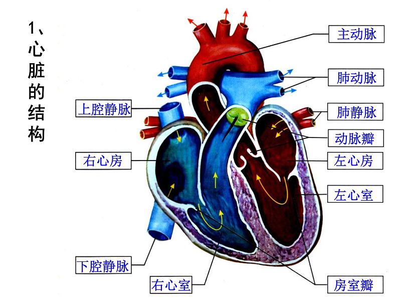 浙教版九上科学 4.3体内物质的运输 课件07