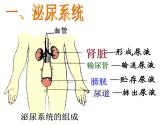 浙教版九上科学 4.5体内物质的动态平衡 课件