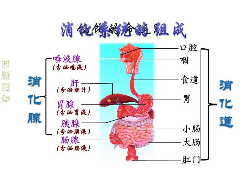 浙教版九上科学 4.2食物的消化与吸收 课件03