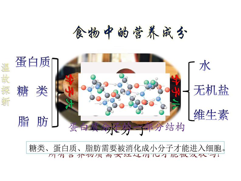 浙教版九上科学 4.2食物的消化与吸收 课件05