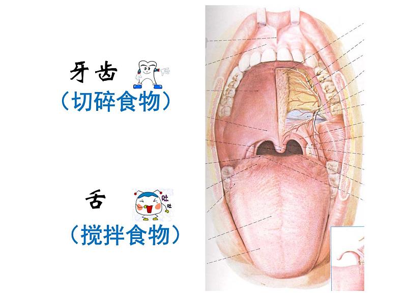 浙教版九上科学 4.2食物的消化与吸收 课件08