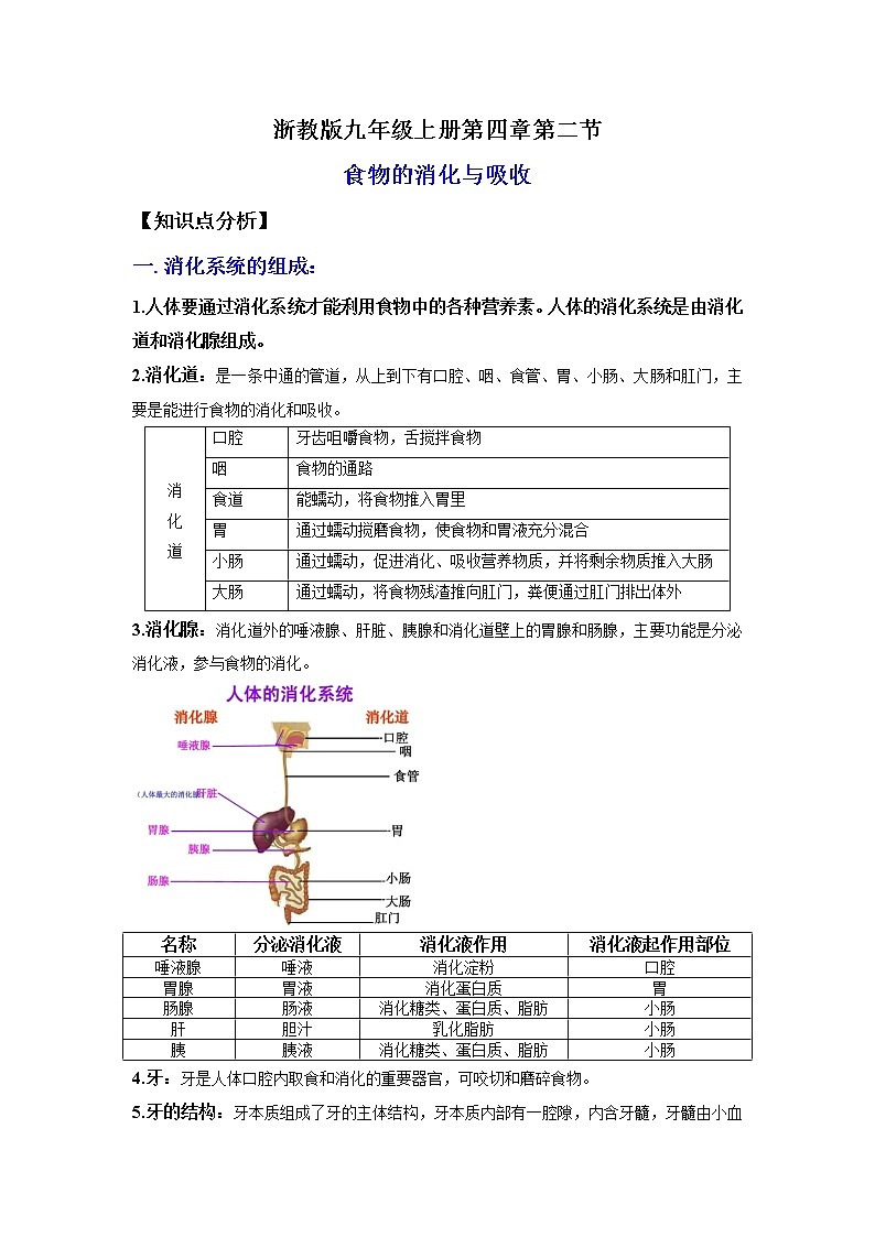 4.2食物的消化与吸收（讲义）-2022-2023学年九年级上册科学讲练课堂（浙教版）01