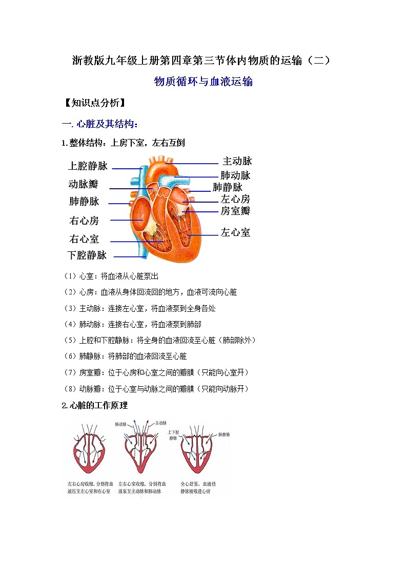 4.3.2体内物质的运输（二）（讲义）-2022-2023学年九年级上册科学讲练课堂（浙教版）01