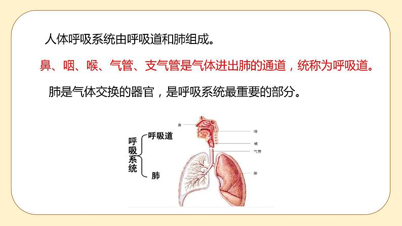 浙教版科学 八年级下册 3.5 生物的呼吸和呼吸作用 第1课时 （课件+练习）06