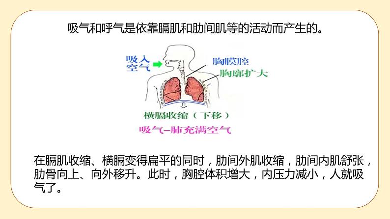 浙教版科学 八年级下册 3.5 生物的呼吸和呼吸作用 第1课时 （课件+练习）08