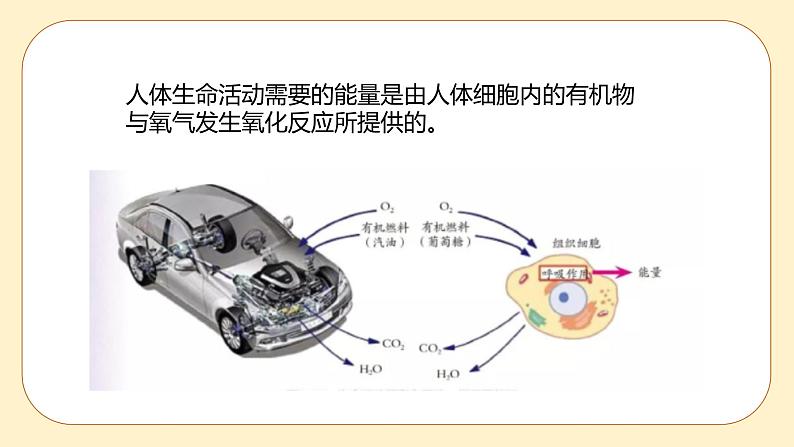 浙教版科学 八年级下册 3.5 生物的呼吸和呼吸作用 第2课时 （课件+练习）04