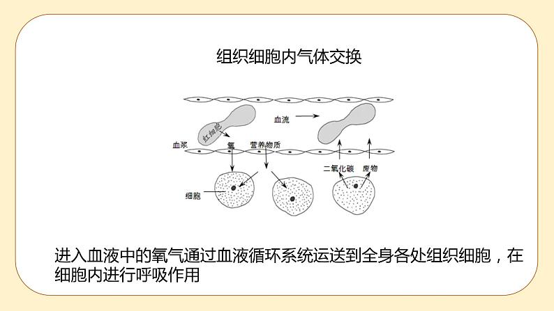 浙教版科学 八年级下册 3.5 生物的呼吸和呼吸作用 第2课时 （课件+练习）08