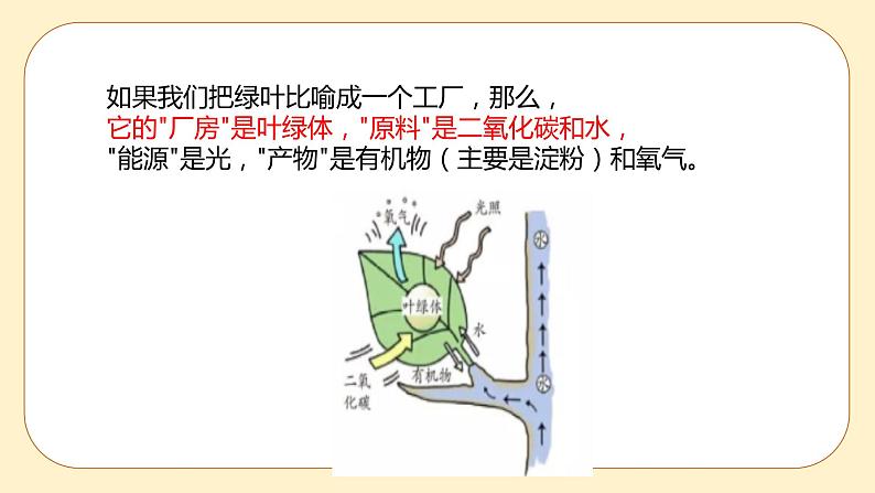 3.6 光合作用第2课时 课件第5页