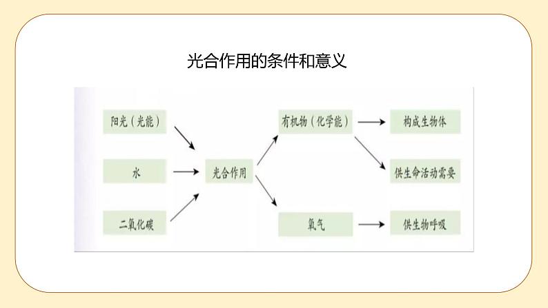 3.6 光合作用第2课时 课件第7页