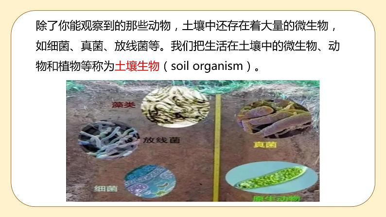 4.1 土壤的成分 课件第6页