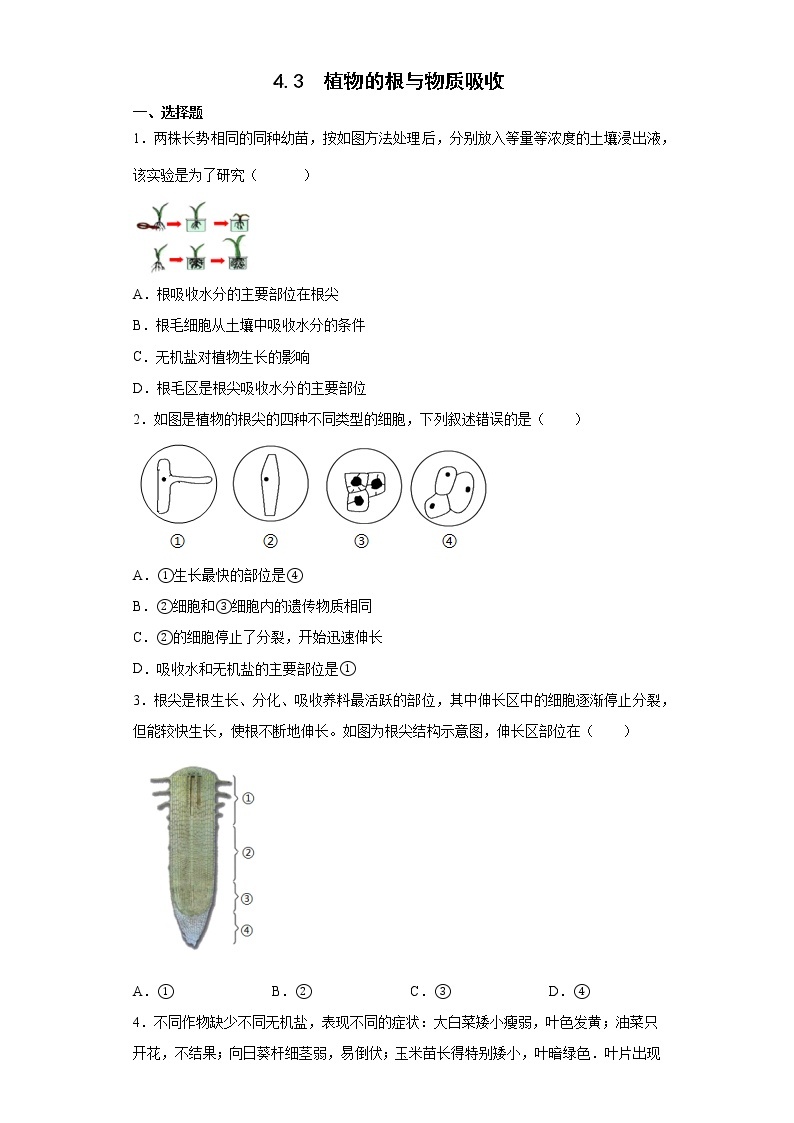 浙教版科学 八年级下册 4.3  植物的根与物质吸收 （课件+练习）01