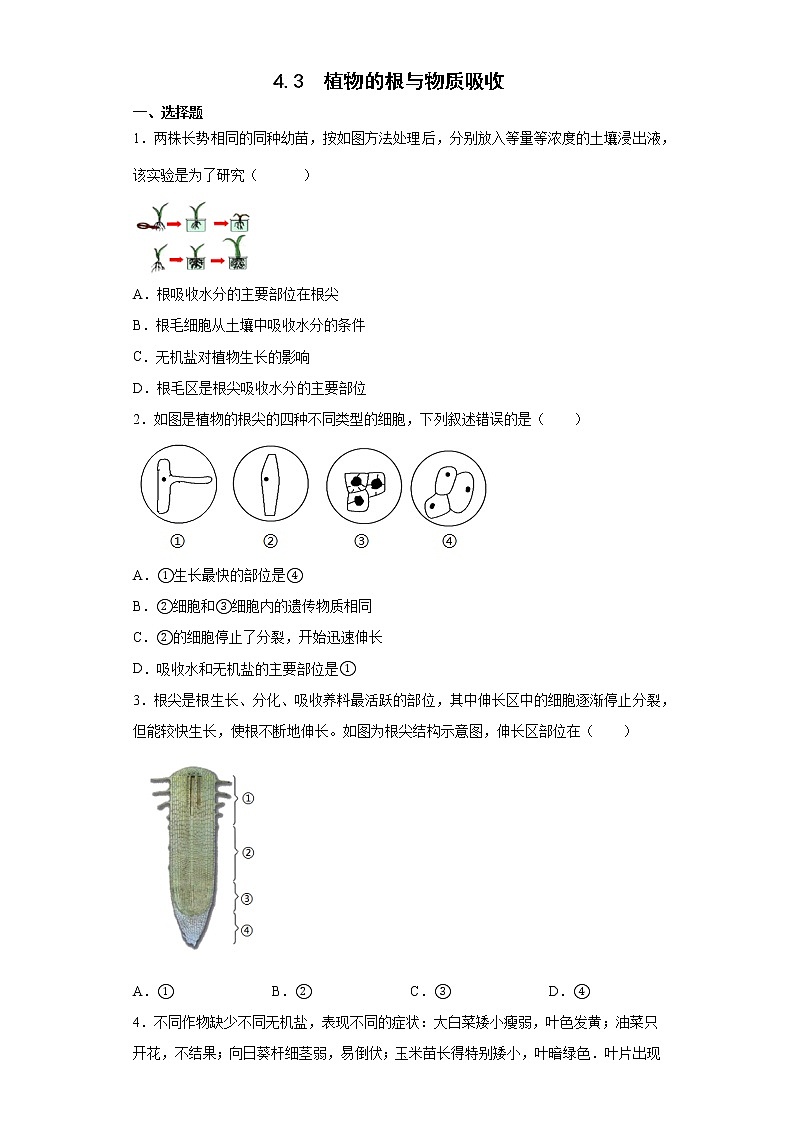 浙教版科学 八年级下册 4.3  植物的根与物质吸收 （课件+练习）01