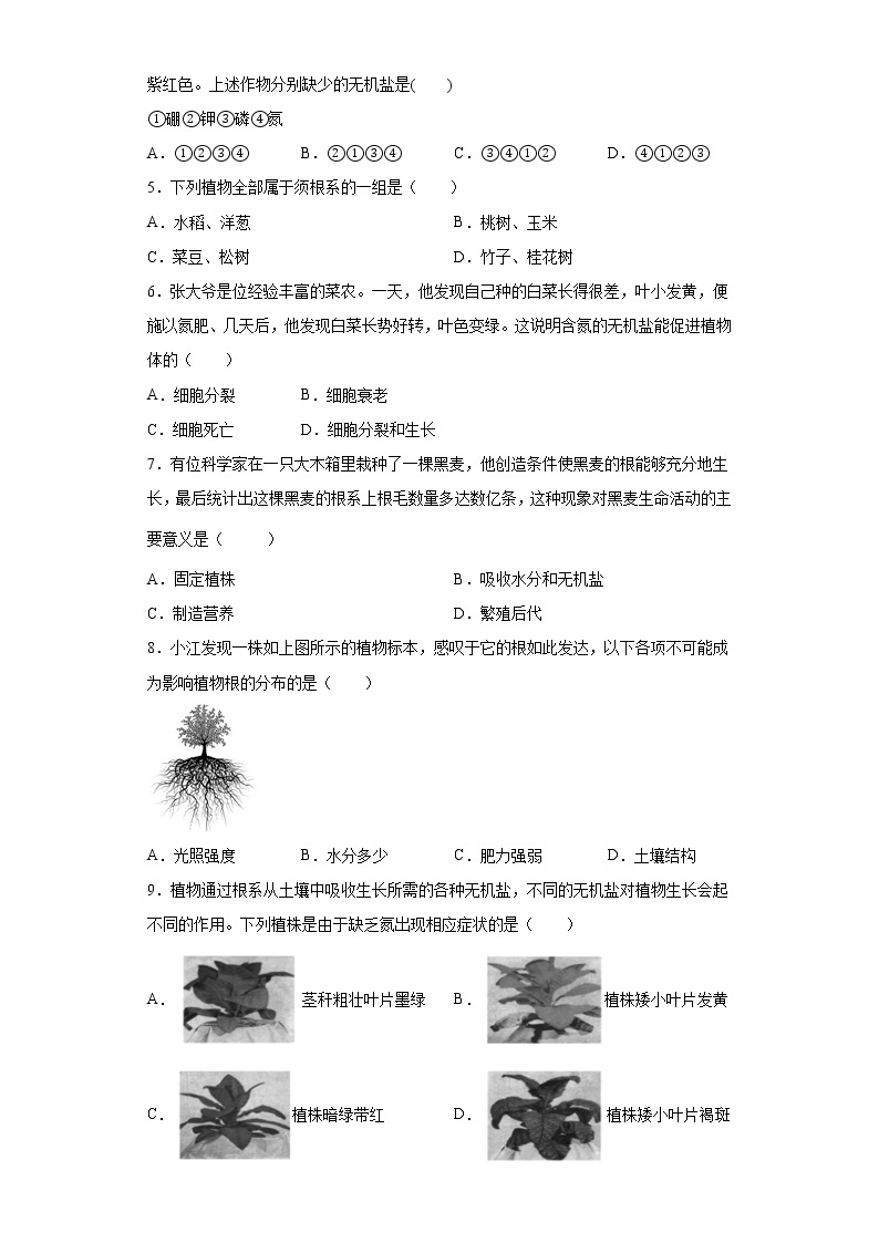 浙教版科学 八年级下册 4.3  植物的根与物质吸收 （课件+练习）02