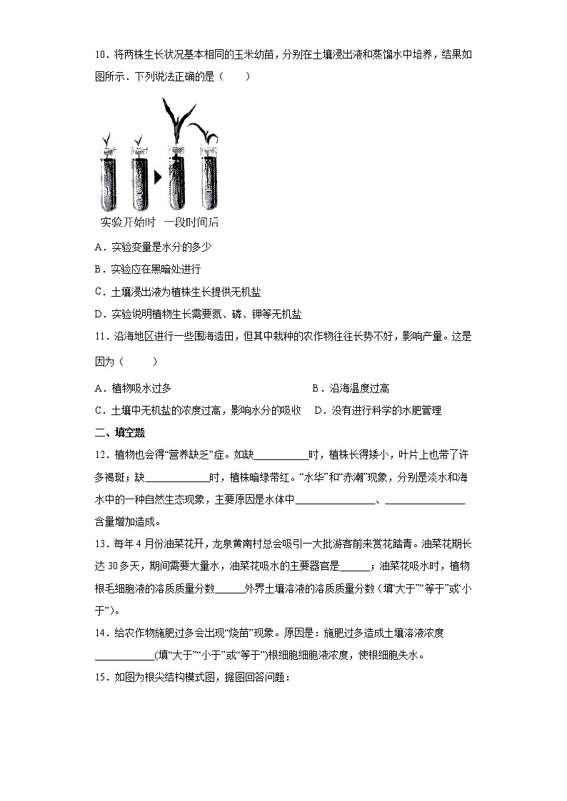 浙教版科学 八年级下册 4.3  植物的根与物质吸收 （课件+练习）03